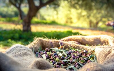 Lavorazione olive conto terzi