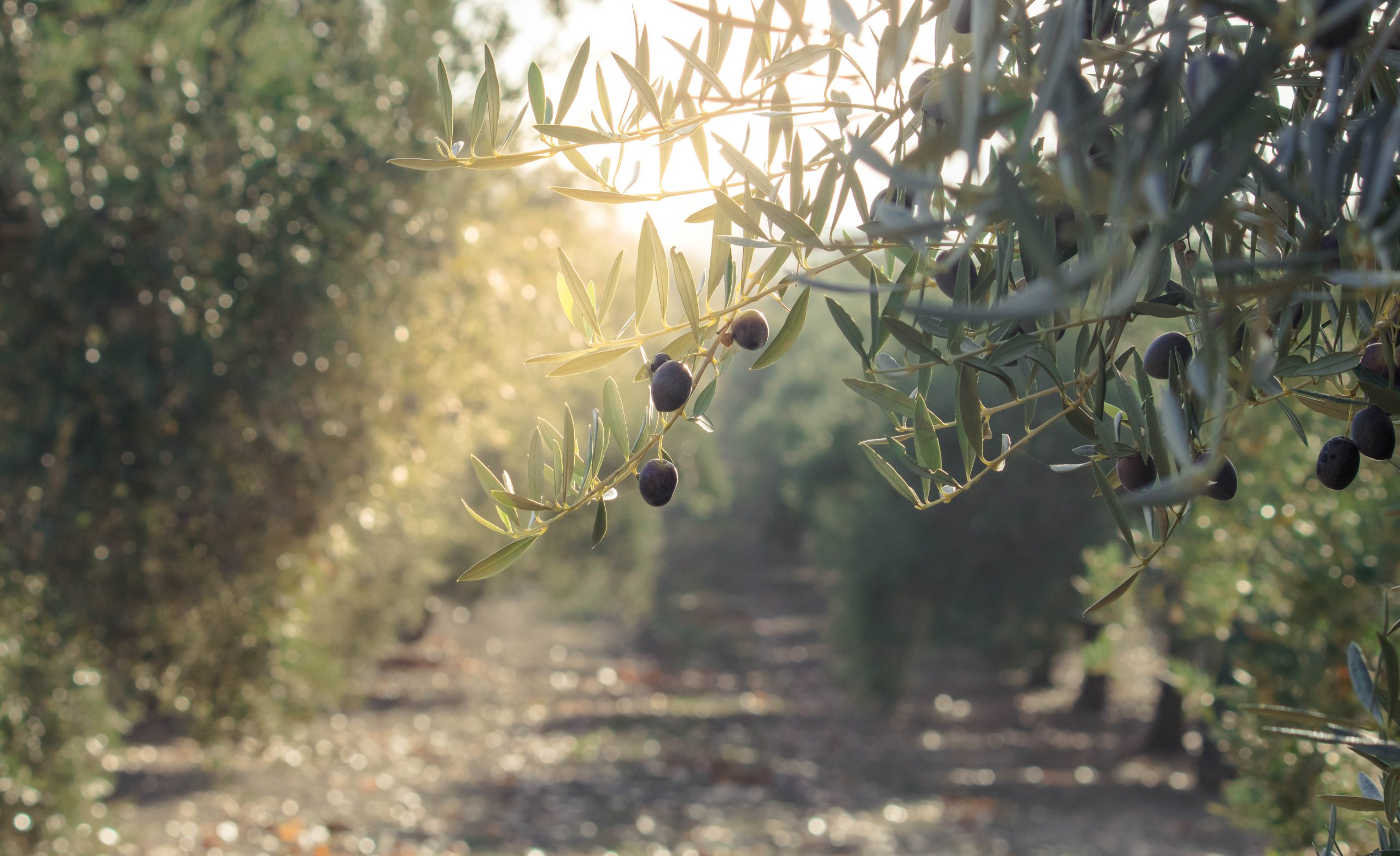 Olive ascolane biologiche ad Ascoli Piceno