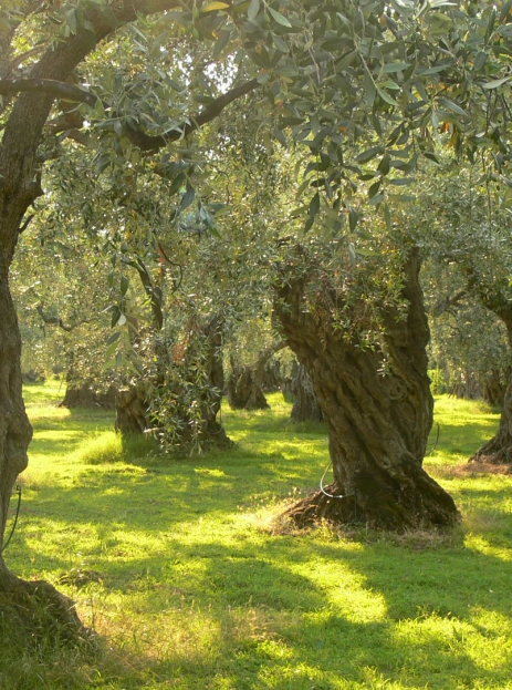 Cartofaro Agribiologica